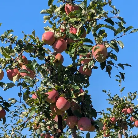 Plachtowka Slupia (Limanowa)