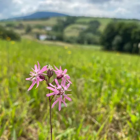 Płachtówka Villa *