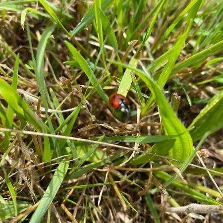 Plachtowka Slupia (Limanowa)