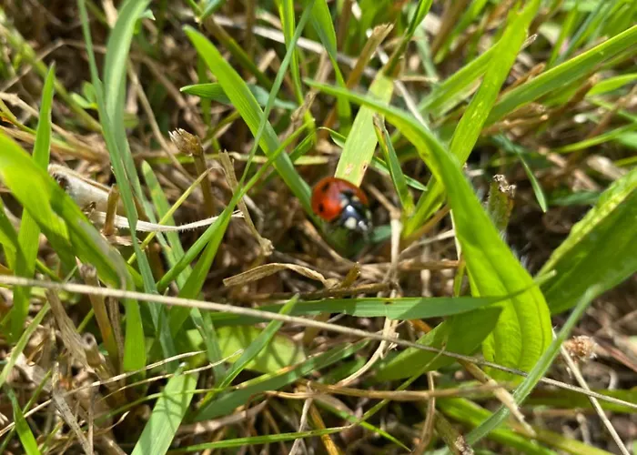 Plachtowka Slupia (Limanowa)